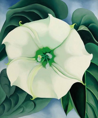 O'Keeffes Jimson Weed
