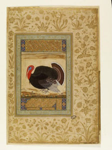 Blue-Throated Barbet (1610 to 1625)