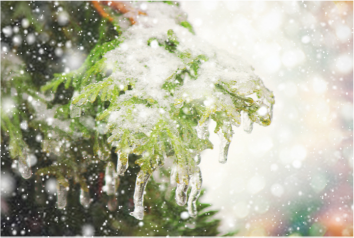 winter photo