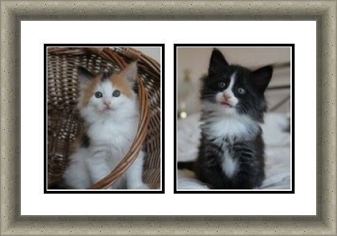 framed pet photography