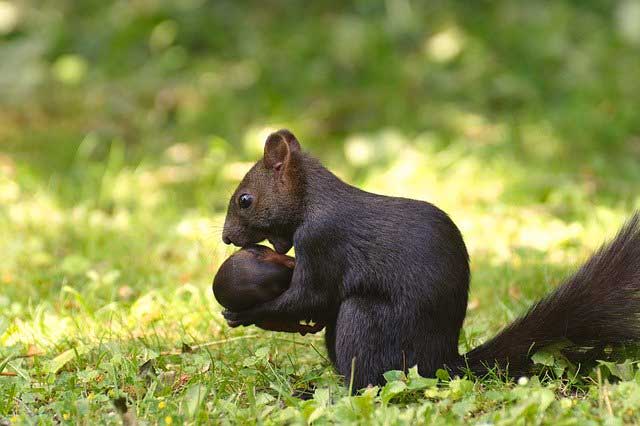 wildlife photography
